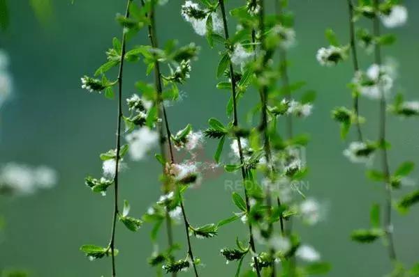 九首诗词说杨花千娇百态蕴思情