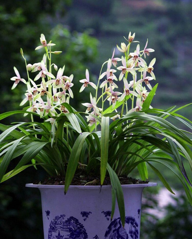 建兰彩凤衔来秀色香