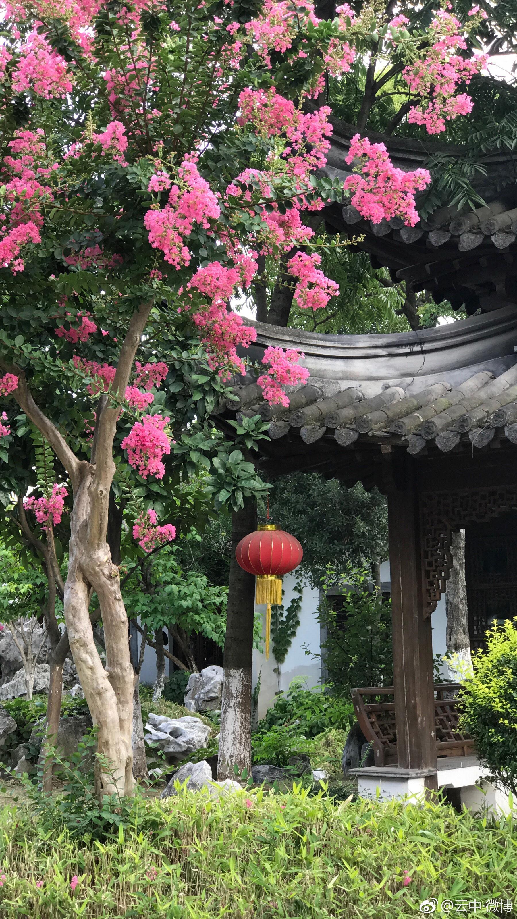 夏日,愚园的紫薇给你别样色彩