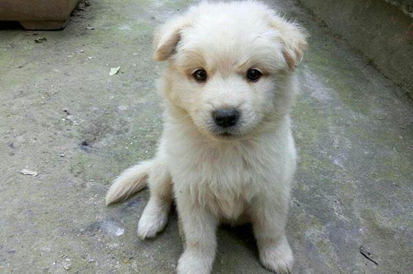 3个关于中华小土狗的感人故事, 故事也许就在你身边