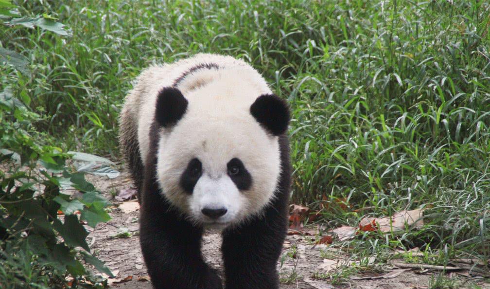 它是一只能拍彩色照片的大熊猫,网友:不是生它的时候没墨了