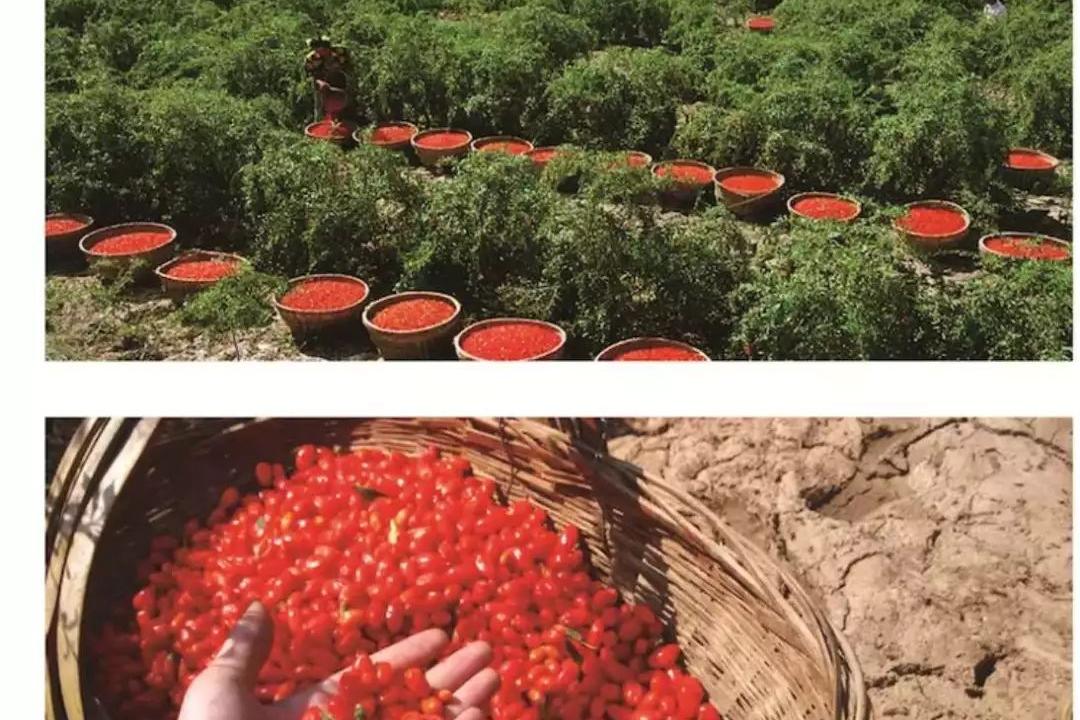 朔州市重点生态经济工程——河头乡千亩枸杞园栽植火热进行中|龙首山|河头|枸杞园_新浪新闻