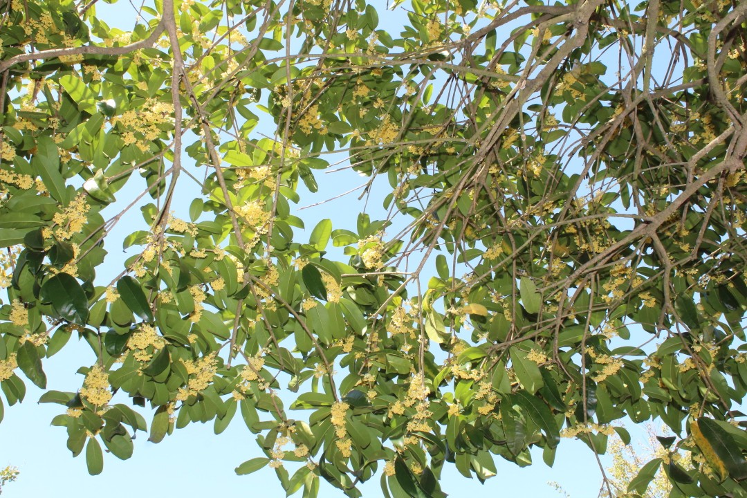 秋风起,树上"黄金"一般的花朵掉落,农村处处都是香气逼人|桂花|香气