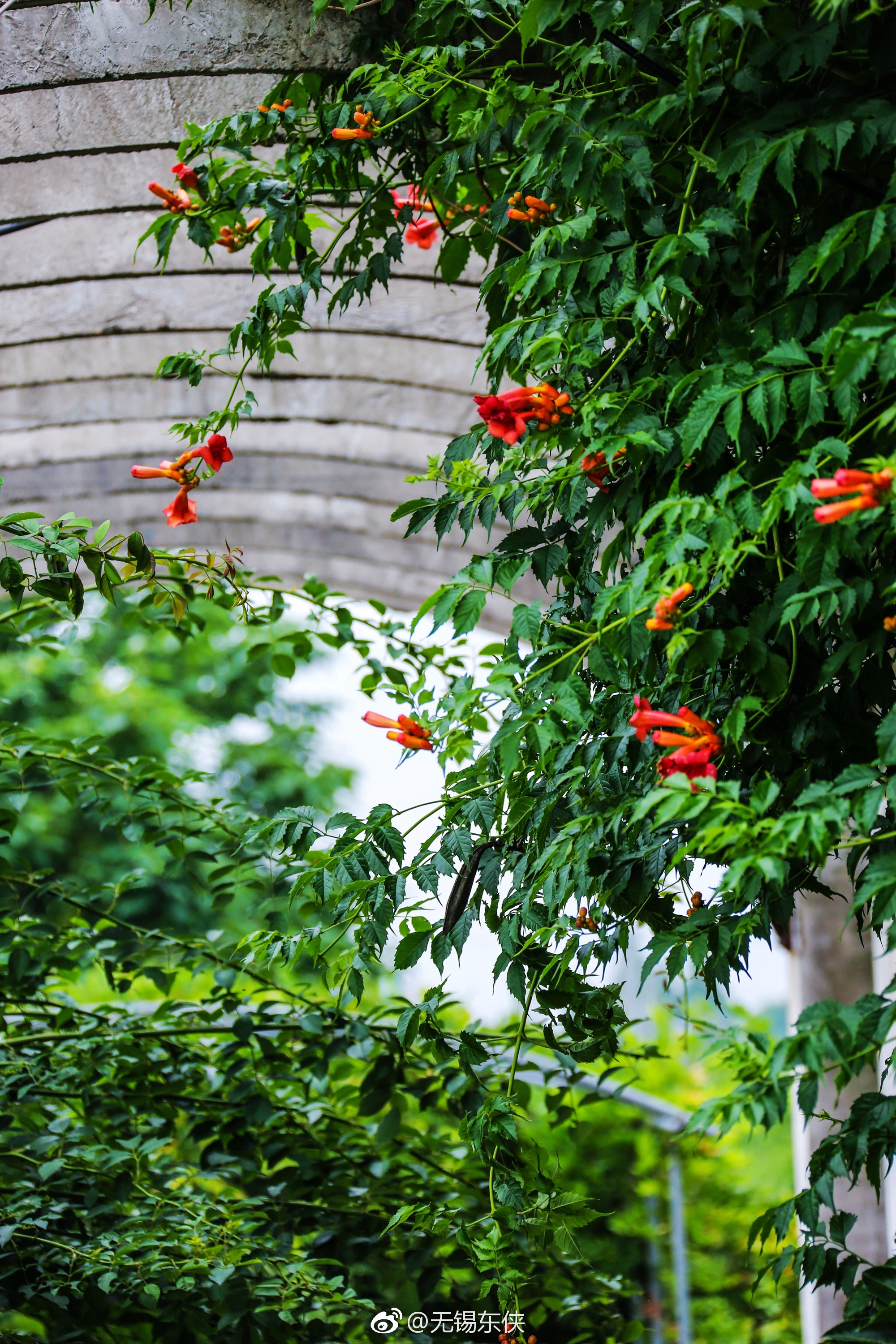 有木名凌霄,擢秀非孤标|凌霄|树身|株树_新浪新闻