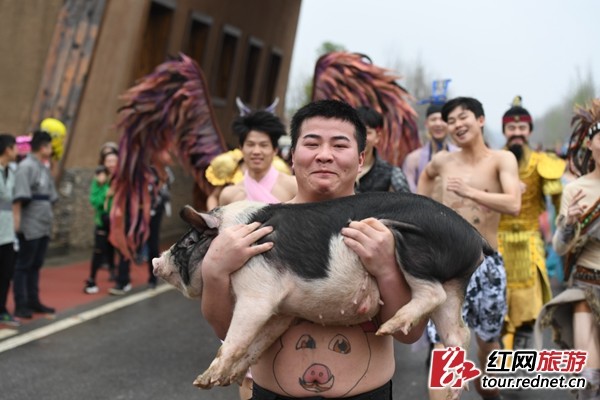 千名游客炭河古城"光猪跑" 获胜者奖励宁乡花猪!