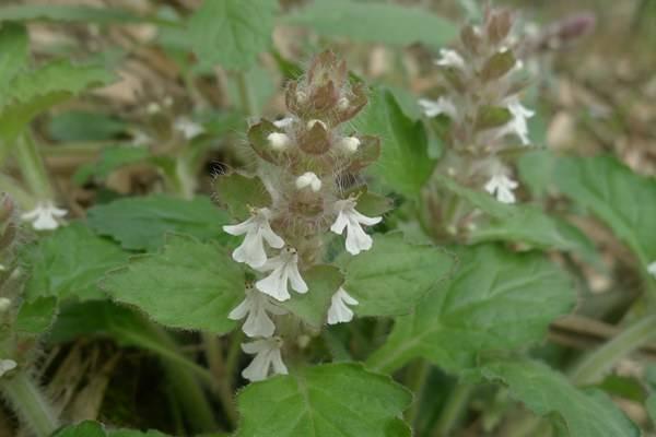 那就不卖关子了,这种草,就是散血草,也叫白毛夏枯草,破血丹.