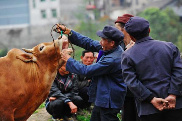 农村老话常说"卖猪的夸富,卖牛的哭穷",是什么意思?