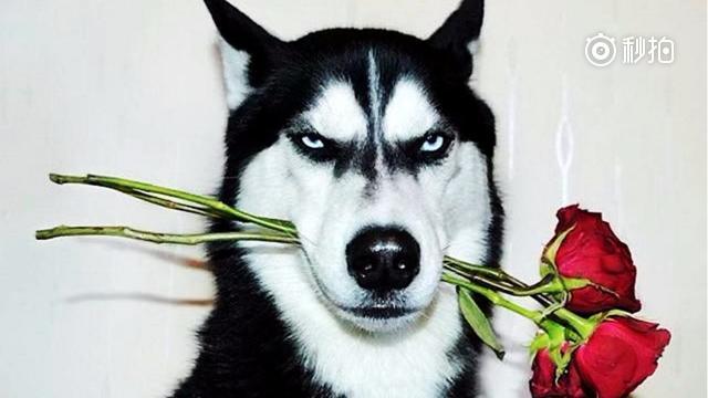 最火的哈士奇搞笑视频合集,笑到肚子疼