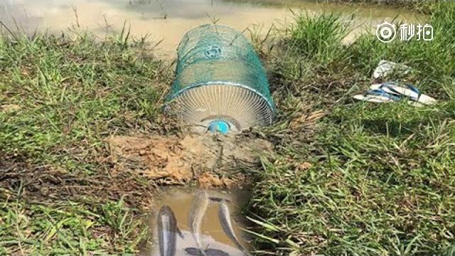 农村大叔用水管和地笼自制了一个捕鱼神器,在