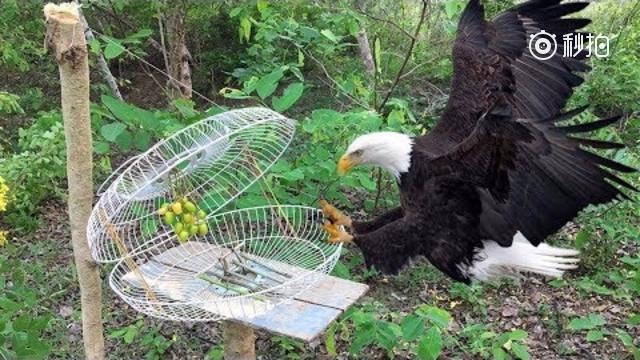 乡下小哥用风扇改装成捕鸟器,放在野外半小时就捉到了一只大斑鸠