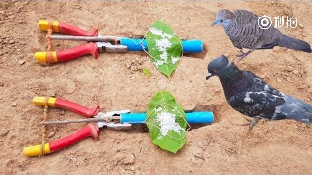 农村小伙用钳子做了个捕鸟机关,在野外空地活捉一只大野鸟