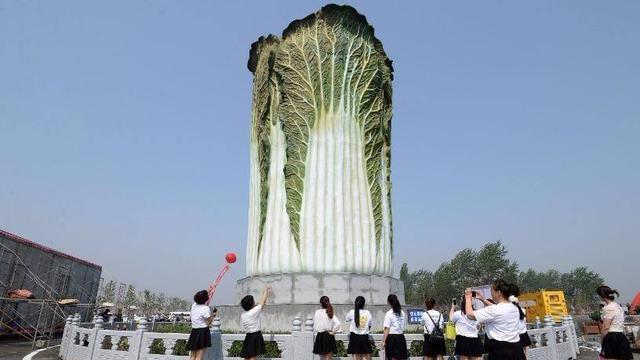 中国最大的一颗白菜,据说看完很容易发财,白菜