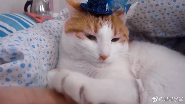 猫咪你一眼大一眼小,这是在蔑视本奴才?猫咪表情包喵喵学堂萌宠红人周