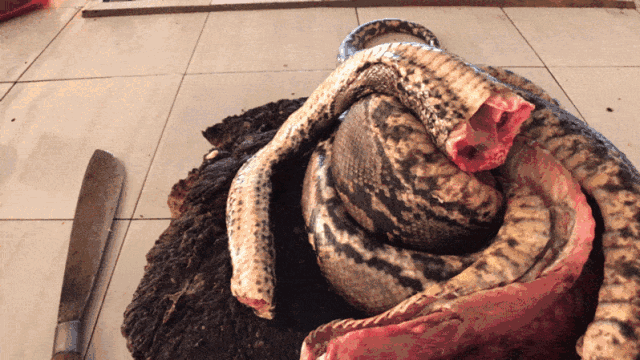 是因为这里贩卖的食材,很挑战外地人的心理防线,蟒蛇肉,烤老鼠,狗肉