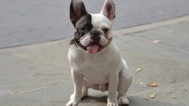 女孩子适合养什么狗狗?盘点十大适合女生养的狗狗品种!适合你吗