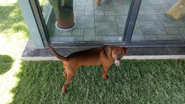洛阳三号小猎犬集观赏狩猎于一身的地方特有犬种,是洛阳狗界唯一以