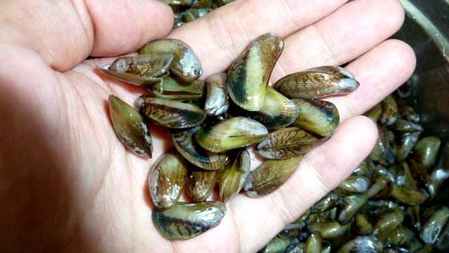 寻味潮汕美食之薄壳地图一篇了解薄壳的真正图文知识