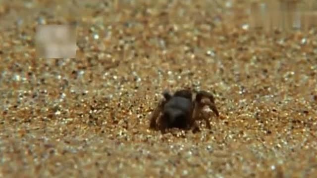 沙漠中的伪装高手，经过的小型生物都……