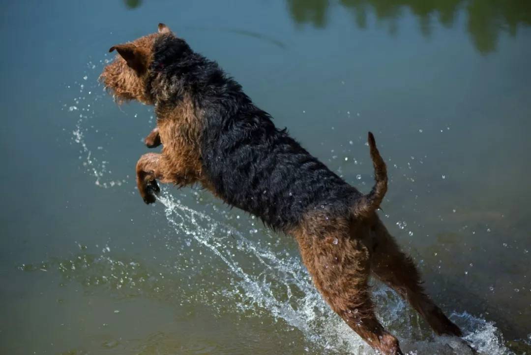 "梗犬之王"万能梗,雪纳瑞都得靠边站