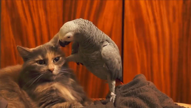 鹦鹉蹿到猫咪跟前飞起一脚,直接踹它脸上:以后你就是我的猫了