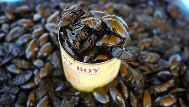 还是煮熟后沾蒜酱 都是饭桌上的抢手菜 看着血次呼啦的 11,老瘪盖子