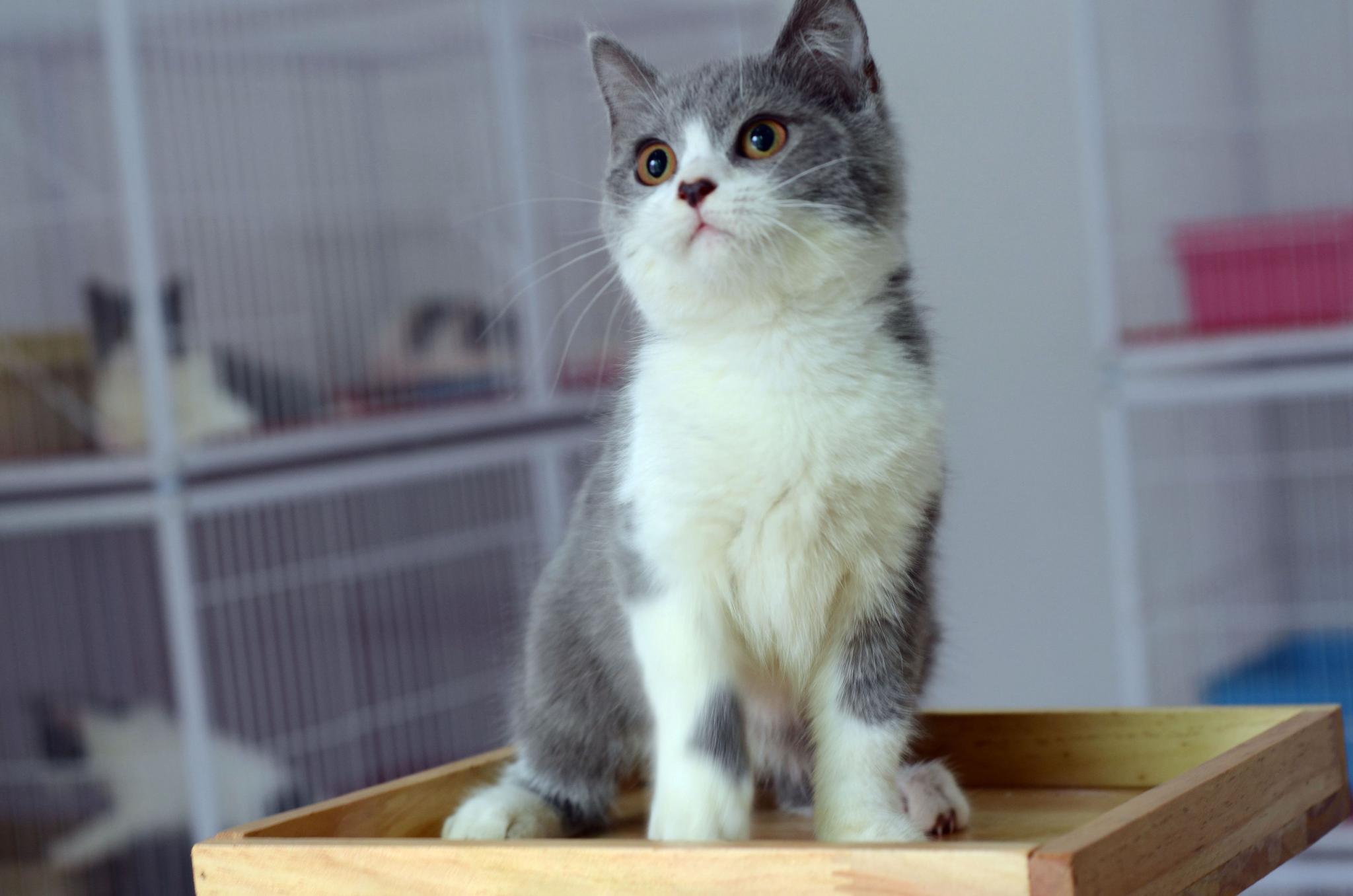 蓝猫|英国短毛猫|美国短毛猫_新浪新闻