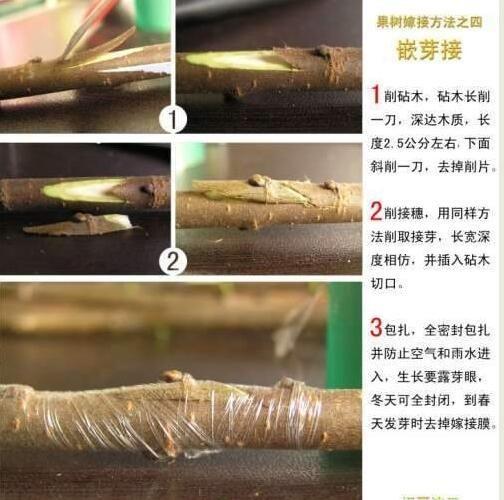 月季花的嫁接技术不妨收藏下