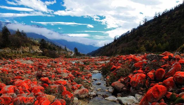 阳光下,这些红石头在溪流间,山坡上,灌木丛中十分耀眼.