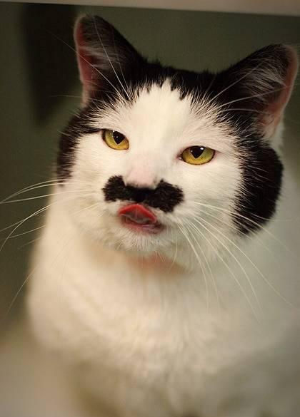 搞笑的猫咪,哈哈.