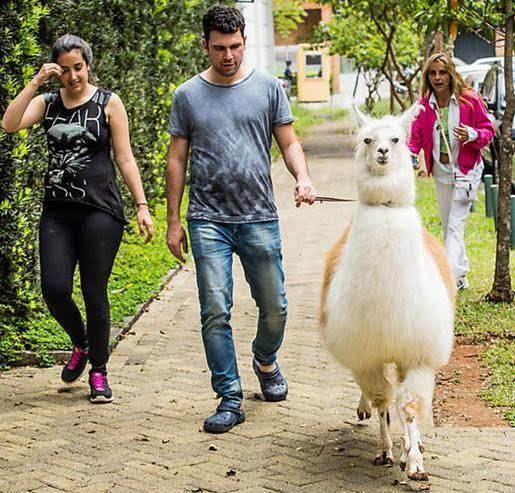 宠主们早已经开辟了各种奇葩宠物领域|奇葩|宠物|羊驼_新浪网