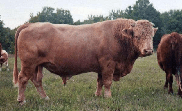 皮弗洛牛:这是水牛和野牛所生,这看起来似乎也没什么差别啊.