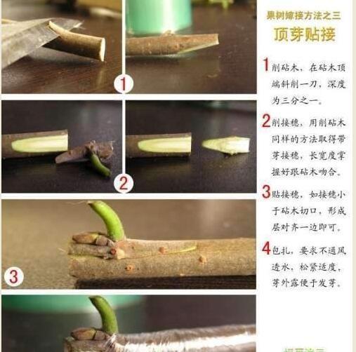 月季花的嫁接技术不妨收藏下