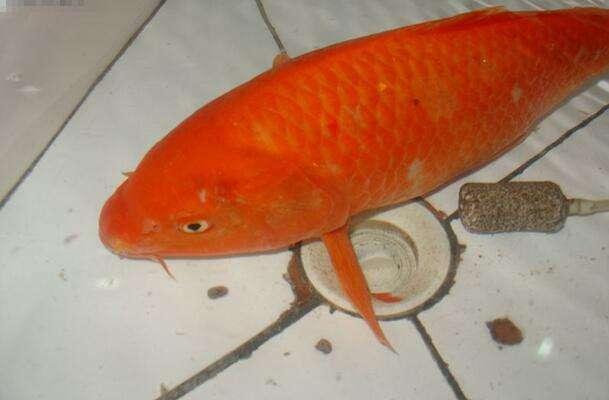 鲤鱼有这样的品种,前几年一位钓鱼爱好者的自家鱼塘放了三尾小红鲤