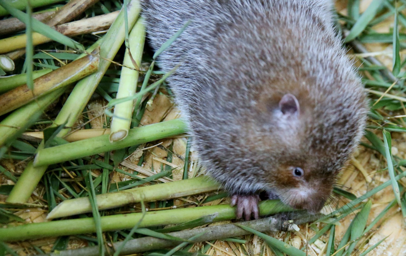 湖南女青年土办法养出原生态冬茅老鼠一年能卖20万