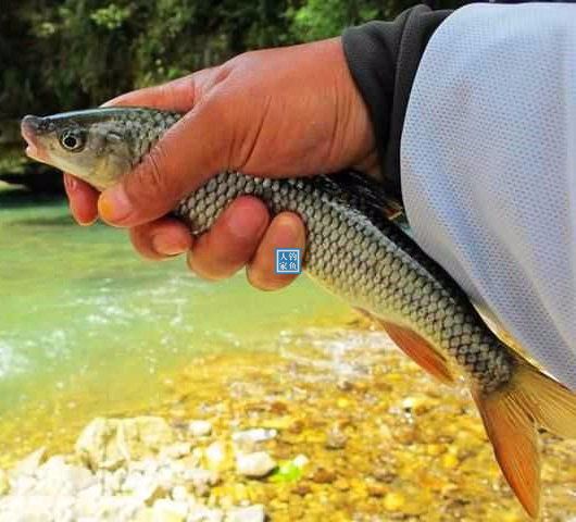 清泉溪流钓鱼,探钓"溪鱼佳品"赤梢鱼,钓获10多条名贵的赤梢鱼