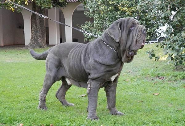 世界上最凶的狗第一名是什么品种世界十大猛犬排名你敢不敢养