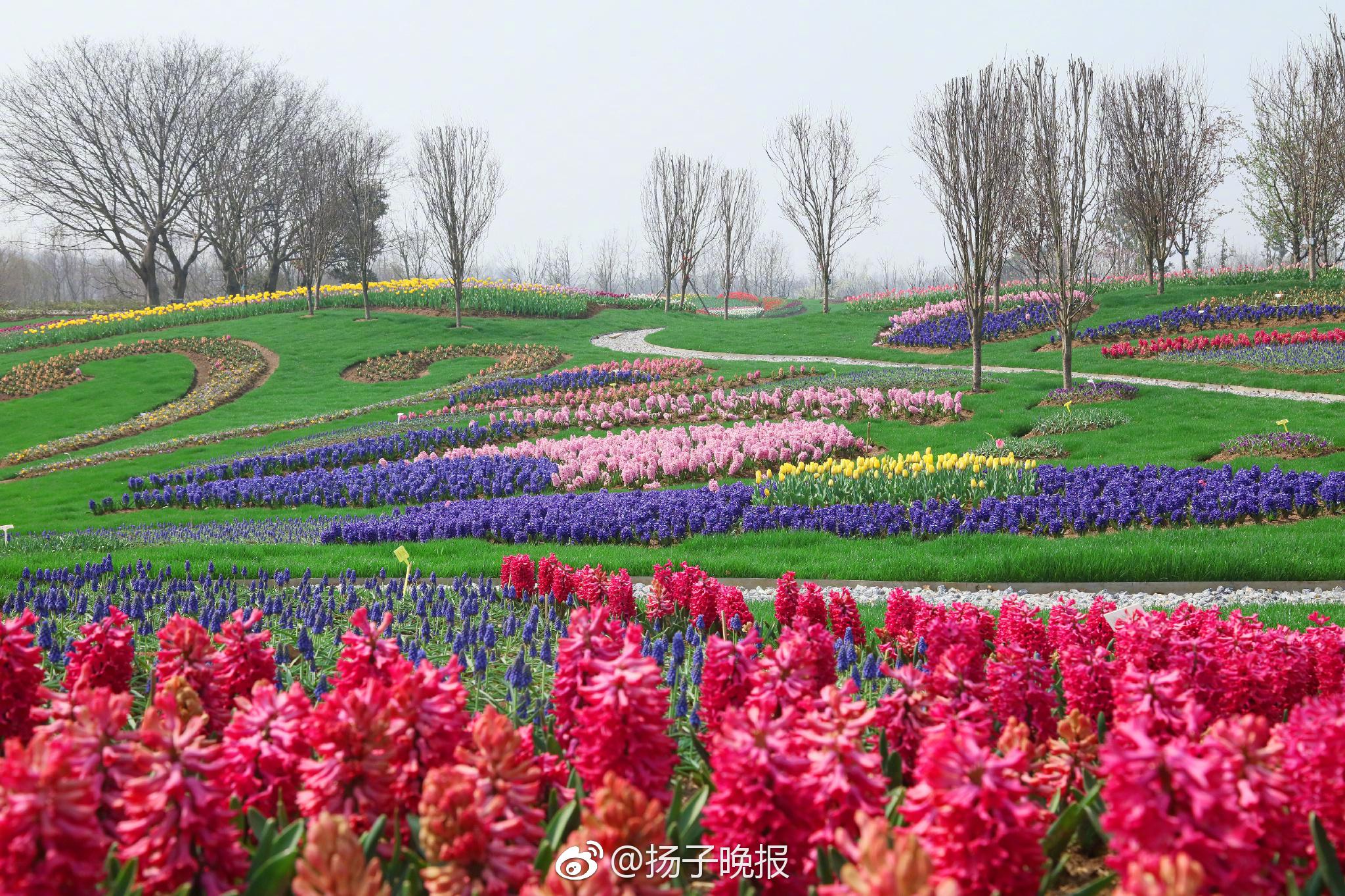 四月赏花季,南京最壕郁金香花圃约起来