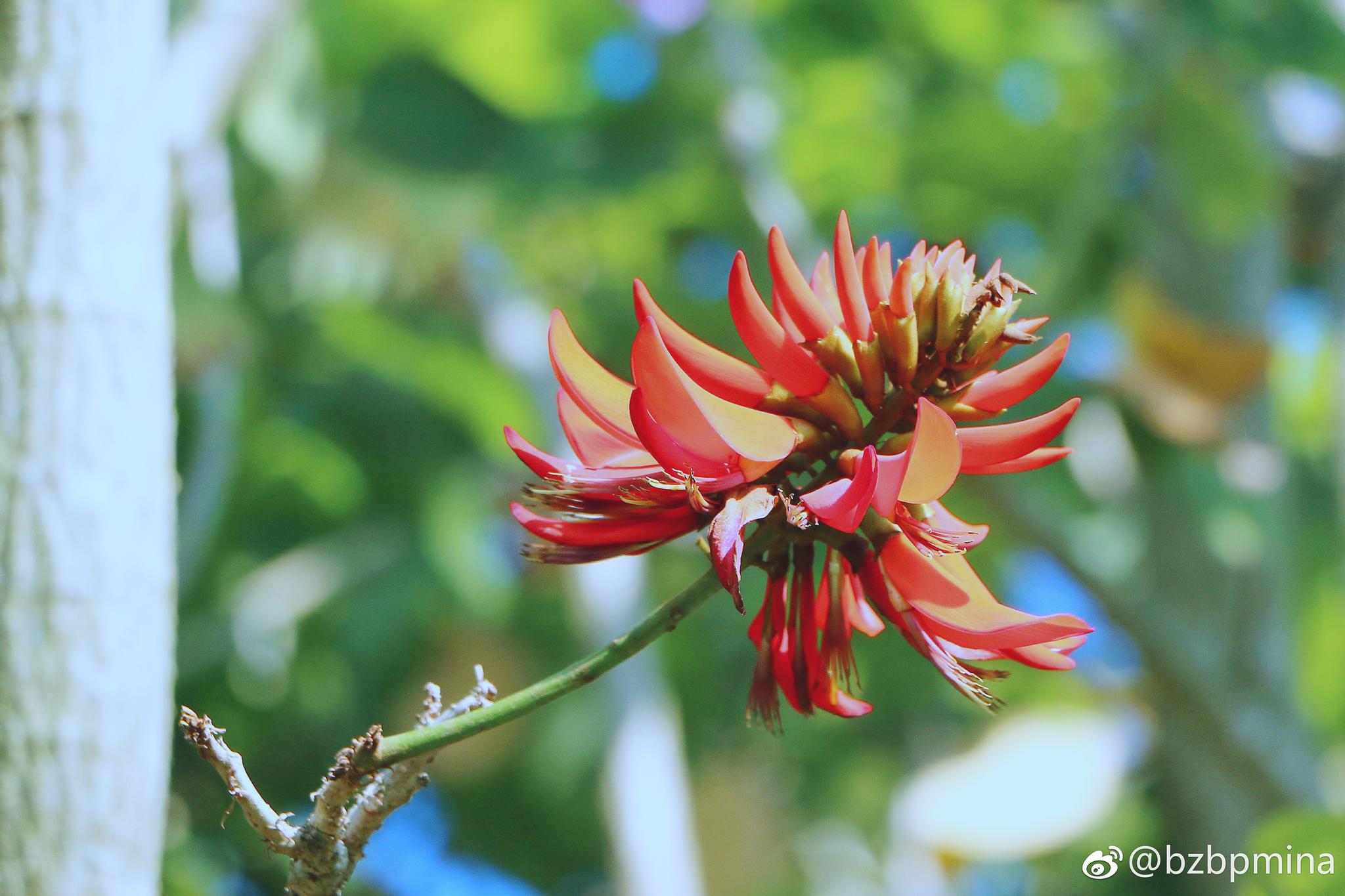 刺桐花花语～红红火火 富贵吉祥 67刺桐生长于我国南方的落叶乔木.