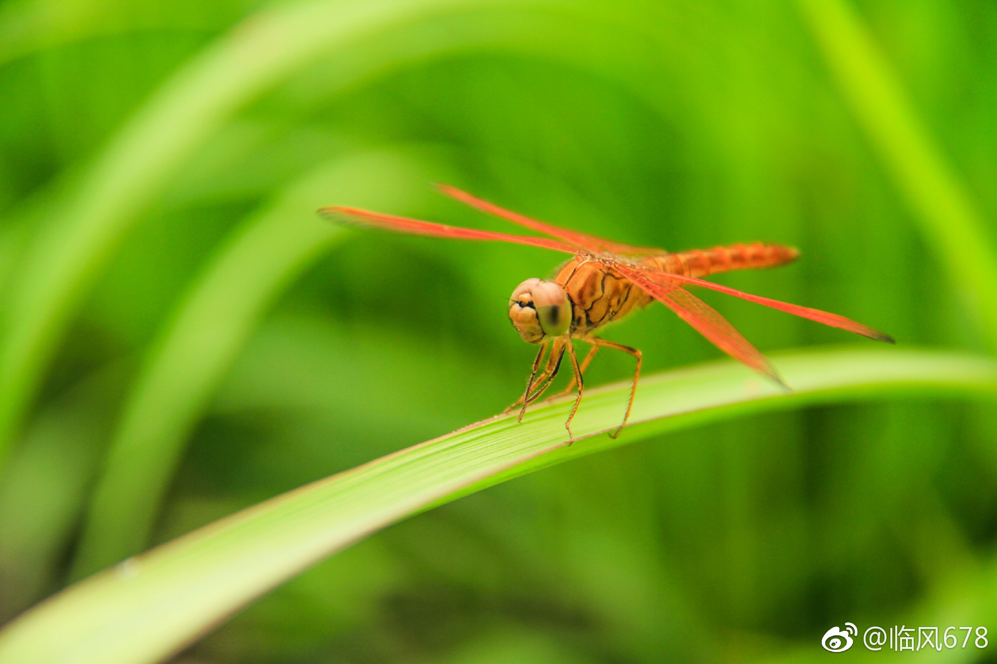 夏日精灵红蜻蜓