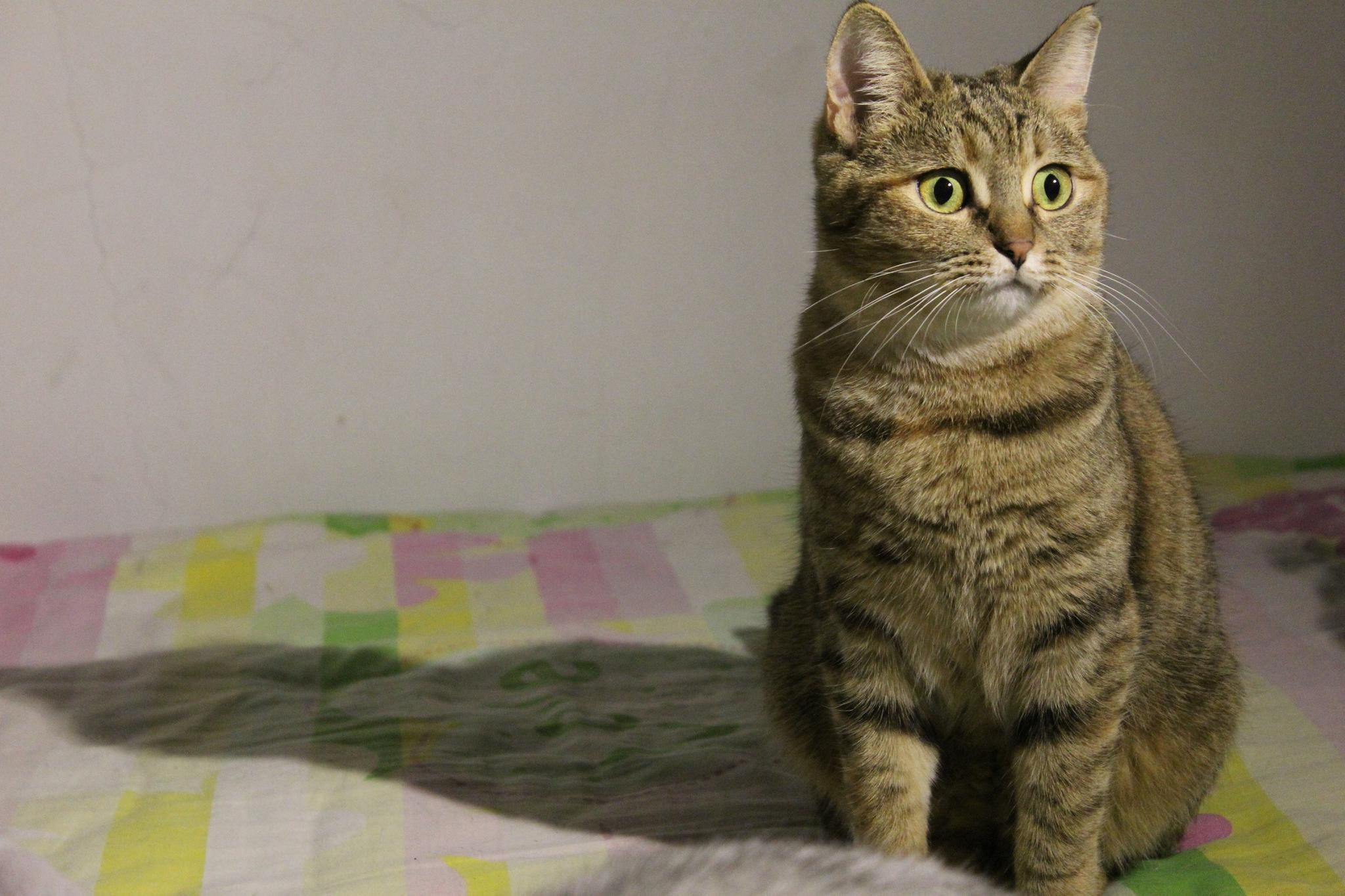 主人上班不在家,猫咪在做什么?真相让很多铲屎官感动到流泪