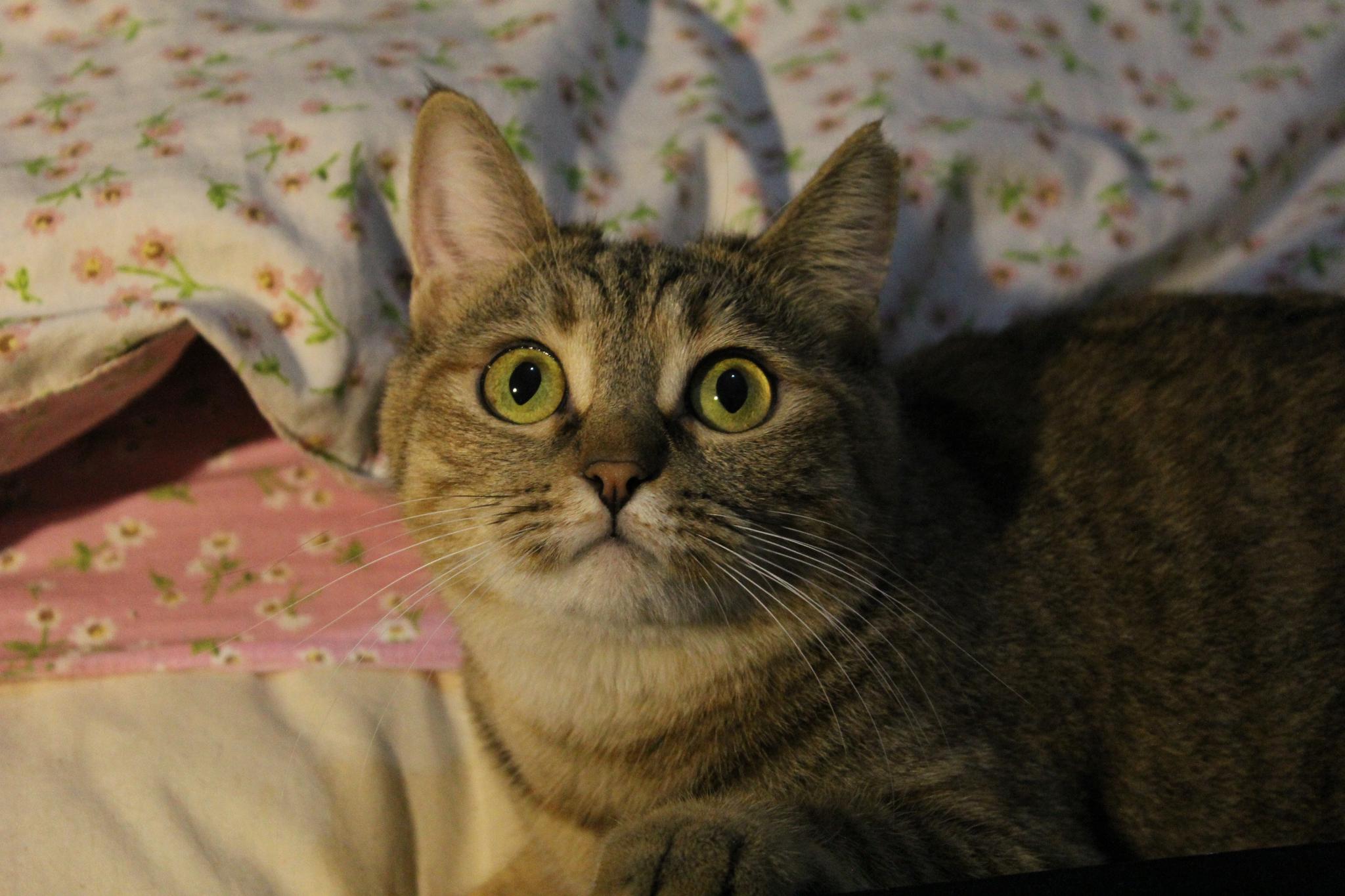 主人上班不在家,猫咪在做什么?真相让很多铲屎官感动到流泪