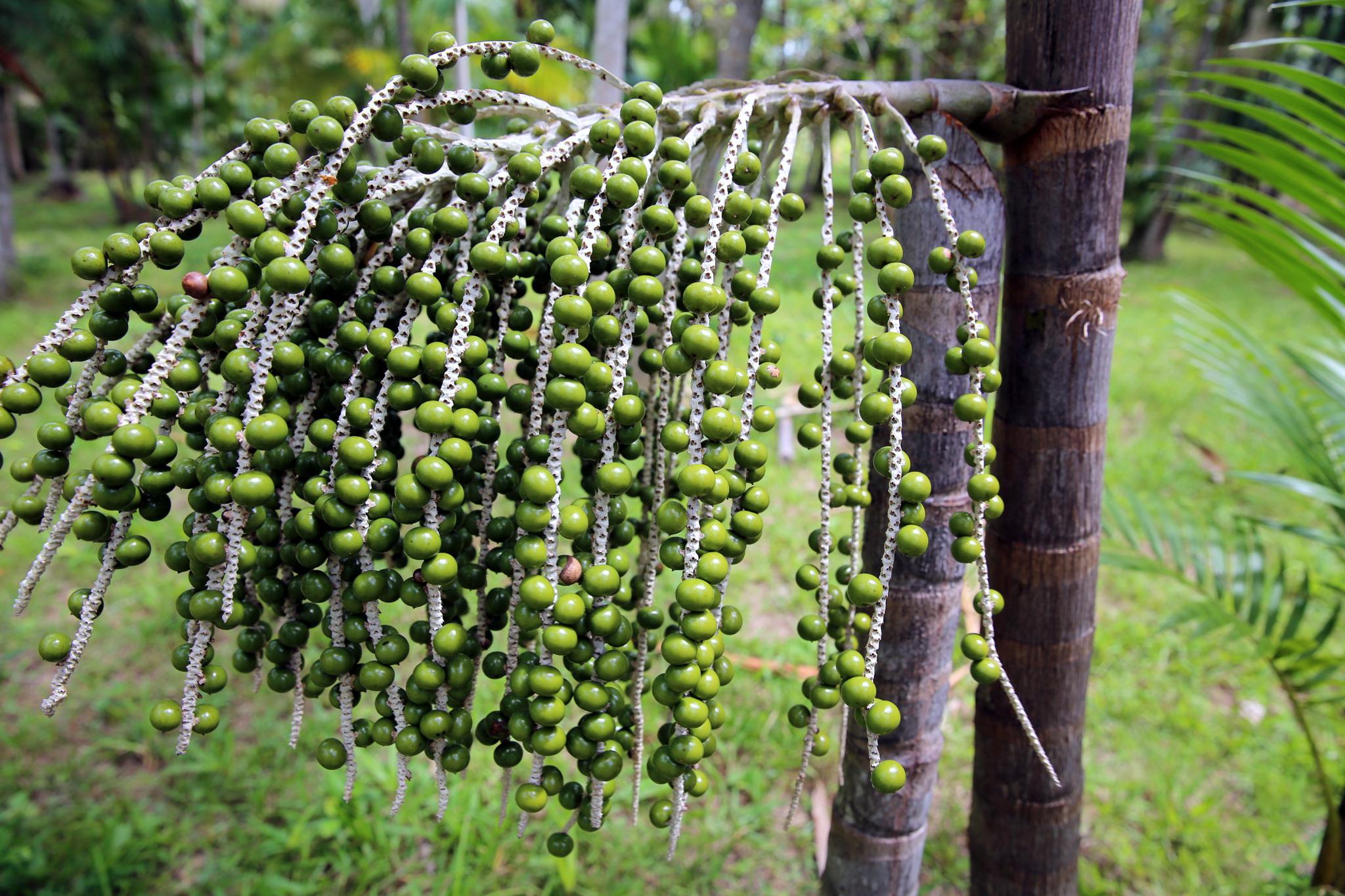 阿萨伊巴西莓,神奇的"生命之果"