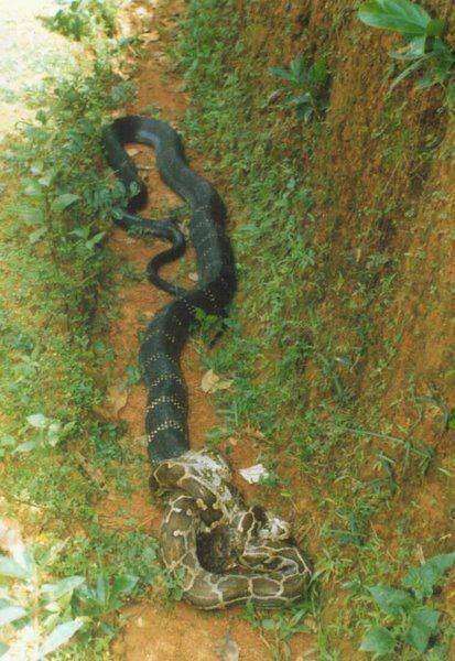 蛇王眼镜王蛇, 不仅欺负蟒蛇, 交配遭拒后甚至六亲不认!