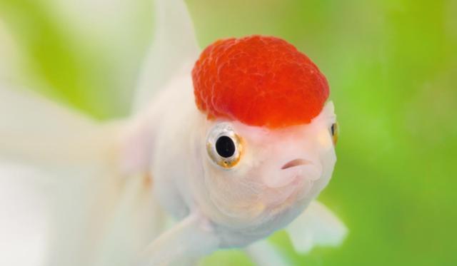 难不成金鱼有变色龙的基因?