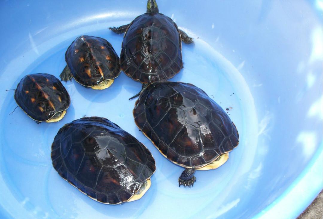 中华花龟又称花龟、斑龟、珍珠龟, 龟鳖目、潮龟科属爬行动物|花龟|龟|珍珠龟_新浪新闻