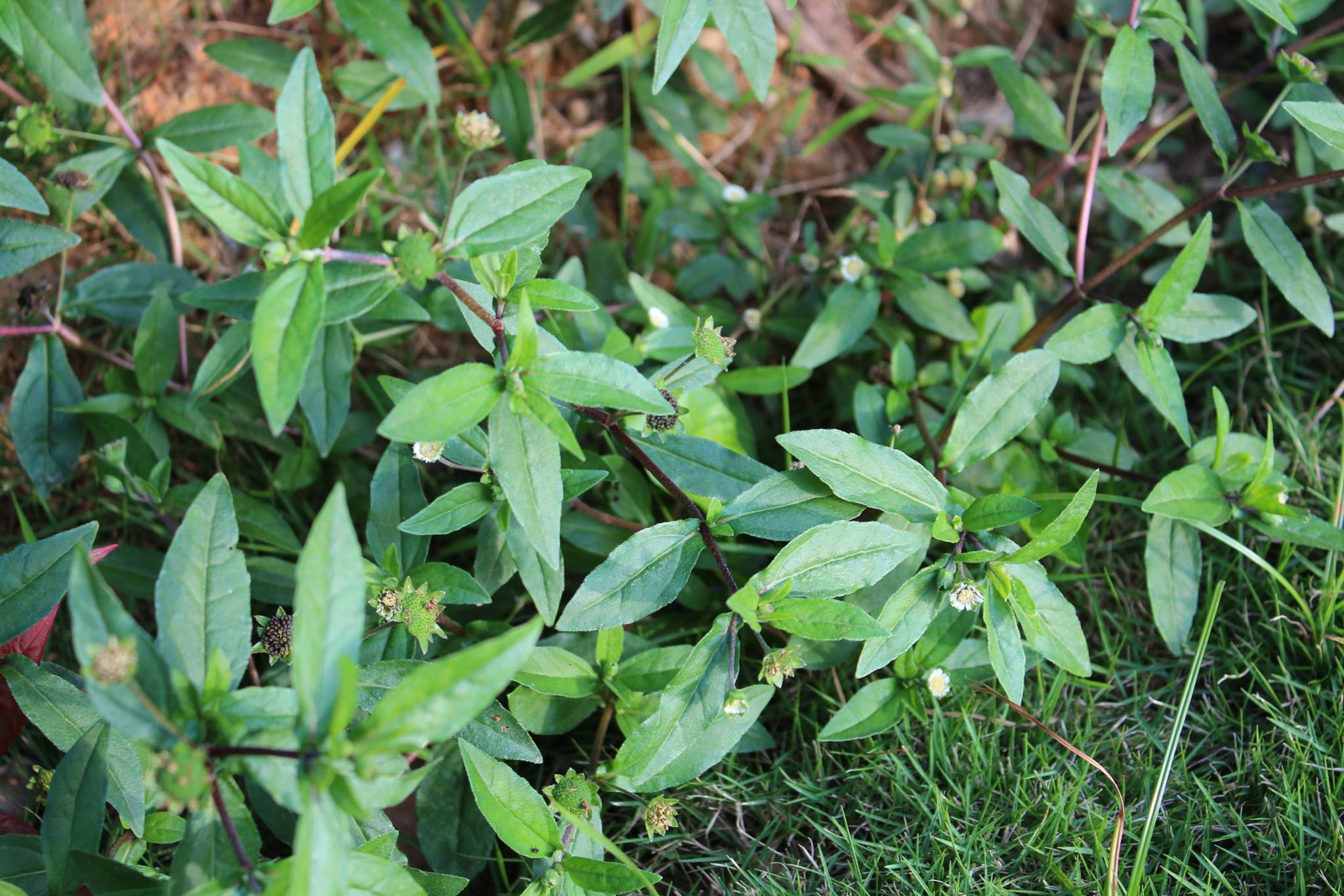 它常被当做猪饲料,却能养肝补肾,固齿乌发,泡茶喝男女都说好!