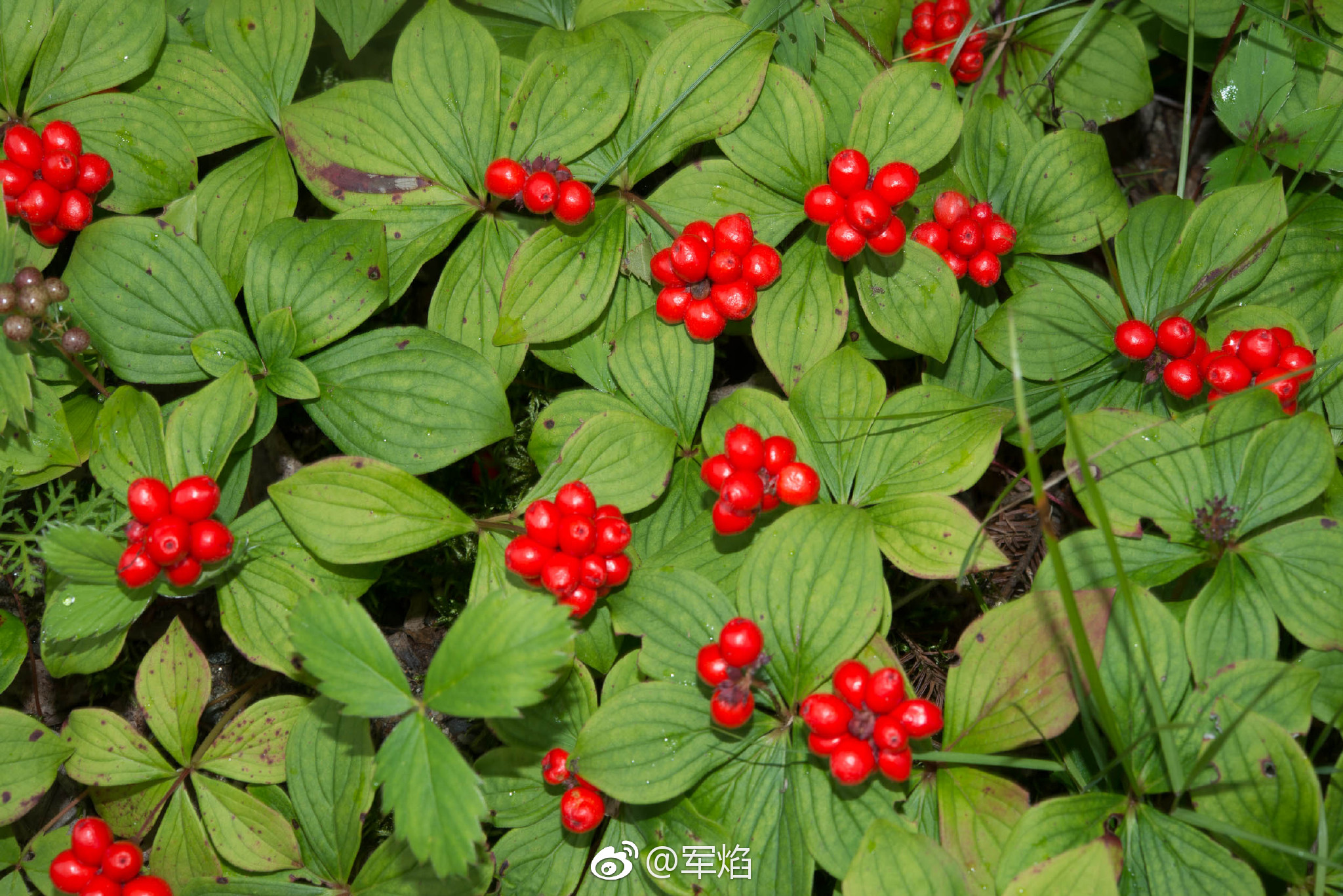 昨儿那个是cornuscanadensis草茱萸其实做地被比较多