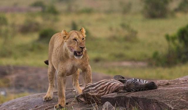 母狮咬死斑马后却不吃,而是叼着斑马尸体不停往前走,怎么回事?
