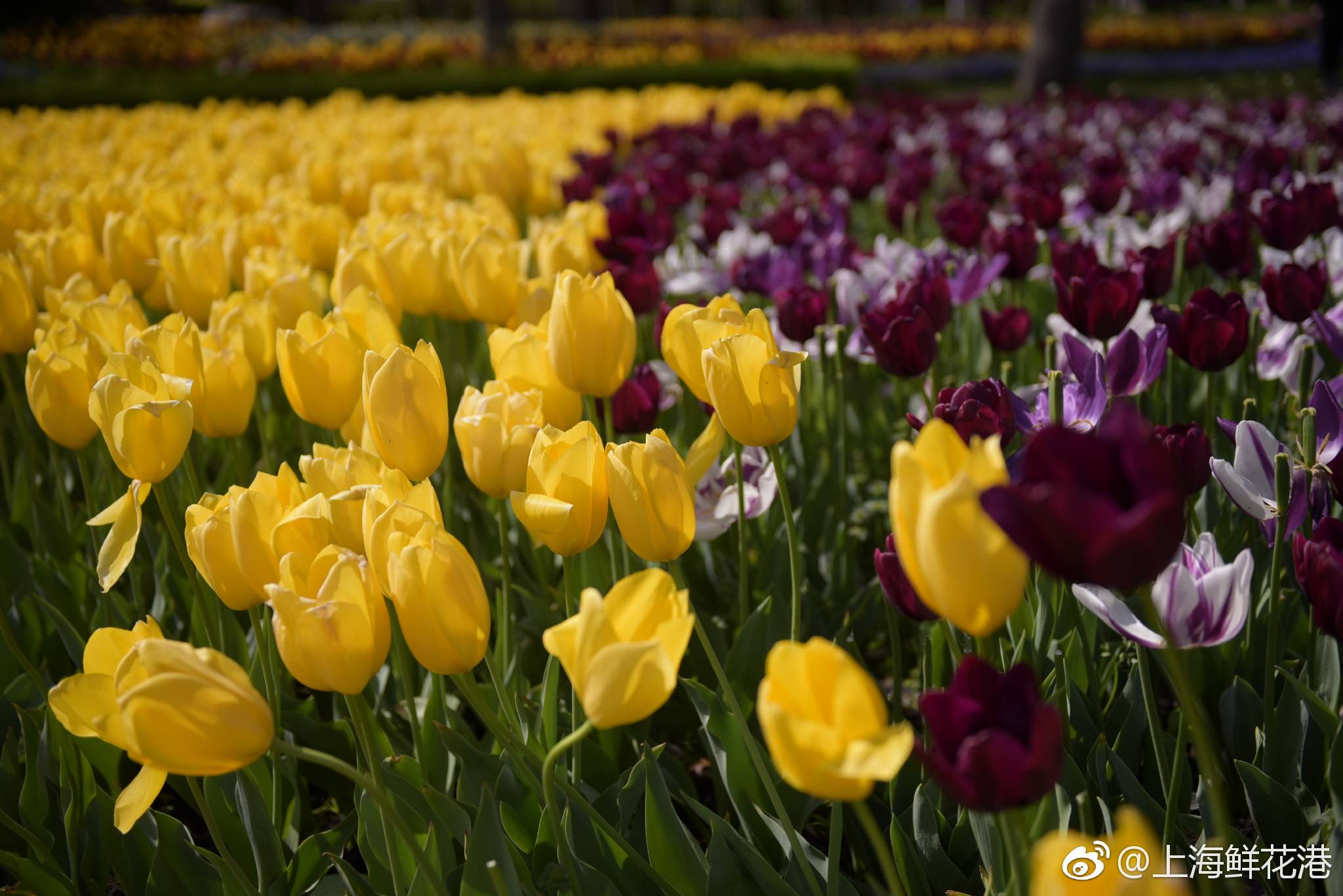 300多万株郁金香迎宾绽放上海鲜花港郁金香花展本周六开幕