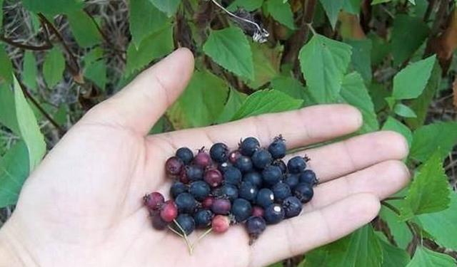 农村松林下的这种野果,人称"乌鸦果",是种难得的美味!